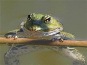Portrait of the little water frog
