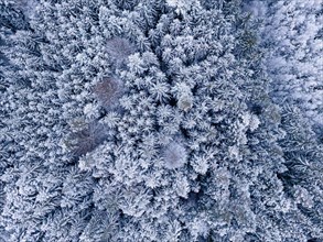 Snow-covered treetops of a forest create a natural pattern when viewed from above