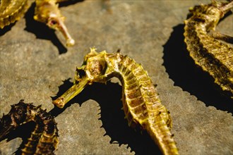 A sunlit close-up of a dried seahorse showing its curved texture