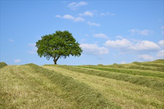 Single oak tree on a mown meadow under a blue sky with scattered clouds