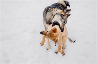 Siberian husky plays with another dog in the snow at a shelter for homeless animals