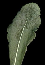 Black kale vegetables food