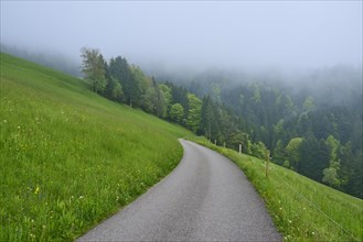 A lonely path leads through a misty green hilly landscape