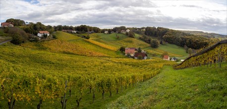 Vineyards in autumn