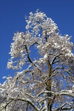 Tree with fresh snow