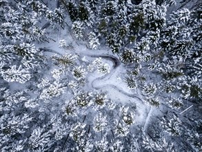 A snowy path winds through a dense forest seen from the air