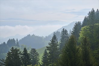 A mountainous landscape with lush green trees and wafts of mist in the background