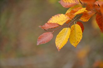 Colourful leaves of a copper beech