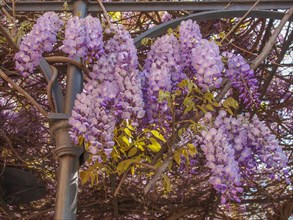 Pink Wisteria flowers
