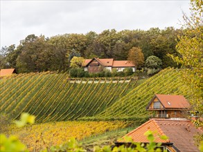 Vineyards in autumn