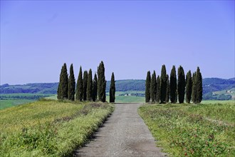 Landscape with cypresses