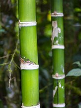 Bamboo trunk