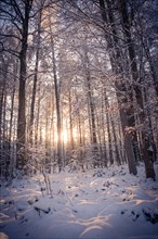 A radiant winter forest is flooded by the last rays of sunshine of the day