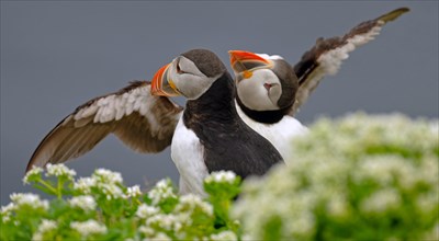 Two puffin