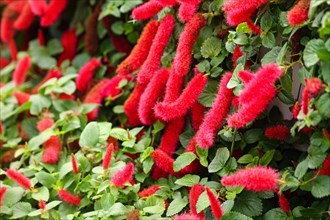 Vibrant red cat's tail flowers with green leaves