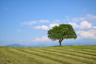 Single oak tree on a mown meadow under a blue sky with scattered clouds