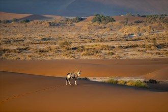 Oryx antelope standing on a red sand dune