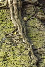 Tree roots on the Eselsweg to Drachenfels