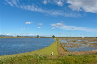 Calm rural landscape with a flooded field under a blue sky with fluffy clouds
