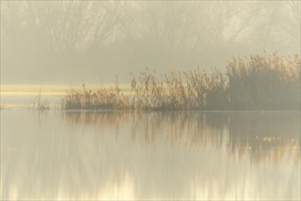 Reeds in a flooded meadow in autumn. Bas-Rhin