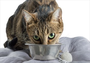 Shy Bengal cat with green eyes eats dry food from a metal bowl.