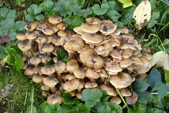 Hallimasch mushrooms in the forest