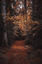 A path through an autumnal forest full of colourful autumn leaves