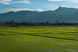 Rice fields and mountains