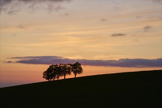 Wind beeches at sunset in spring