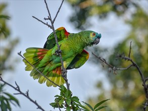 Free-living blue-fronted amazon