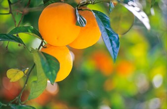 Close-up of three ripe oranges on a tree