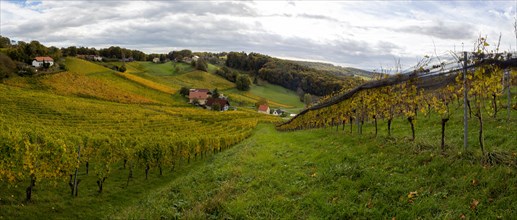 Vineyards in autumn