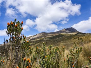 Guagua Pichincha volcano in front of Chuquiragua