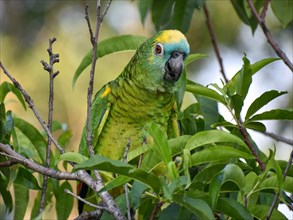 Portrait of a free-living blue-fronted amazon