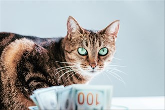 Cat on a background of a bundle of money. Animal donation concept.