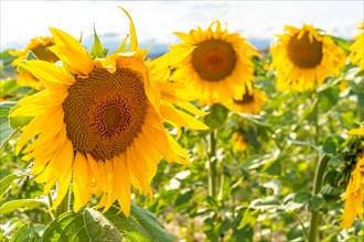 Detail of some sunflowers in a wonderful panoramic view of the sunflower field in summer