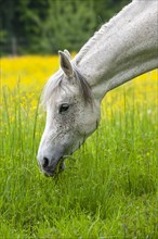 White horse feeding on a flower meadow