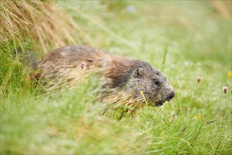 Alpine marmot