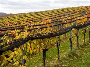 Vineyards in autumn