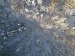 Aerial view of snow-covered forest