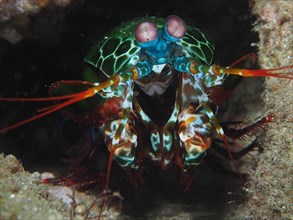 Portrait of peacock mantis shrimp
