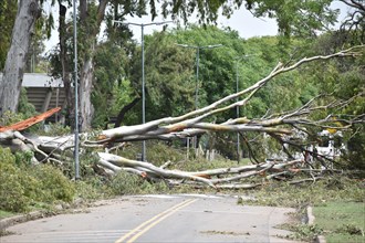 A fallen eucalyptus tree lies across the road in the Bosques de Palermo park after a devastating storm on 18 12 2013 in Buenos Aires