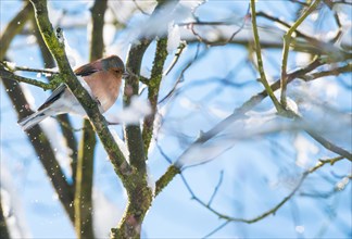 A common chaffinch
