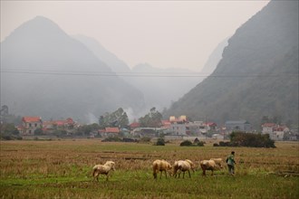 Beautiful foggy winter scene of Bac Son Valley in Lang Son Province in the Northeast region of Vietnam