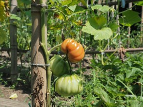 Tomato plant in vegetable garden