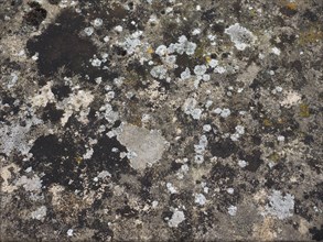 Grey concrete texture background with moss