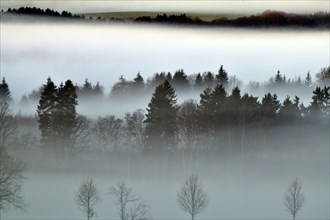 Hunsrueck landscape with forest and meadows on the edge of the Hunsrueck-Hochwald National Park with fog on an early winter morning