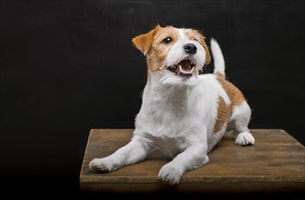 Pedigreed Jack Russell lies on a pedestal in the studio and yawns gracefully while looking at the camera.
