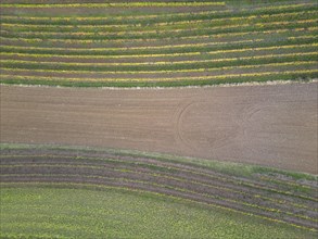 Aerial view of fields and vines on the Grossauerhoehe