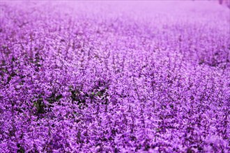 Close up of a field full of blooming purple lavender flowers